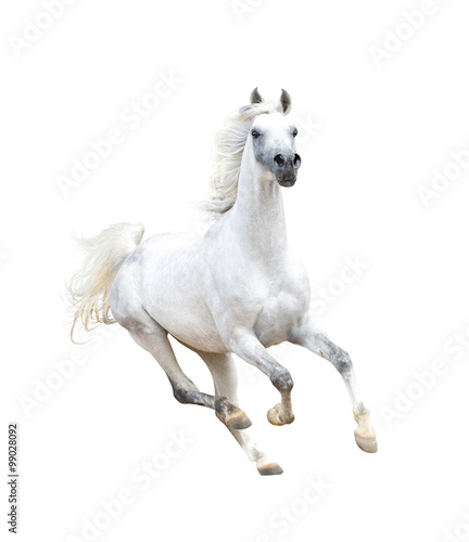 Fototapeta white arabian horse isolated on white