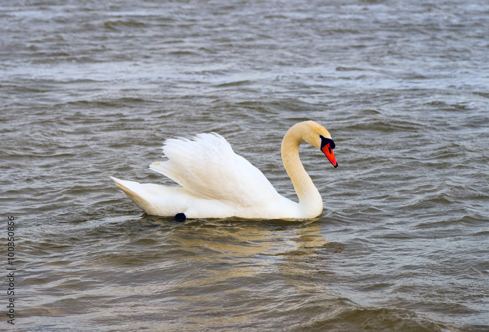 Beautiful white Swan swimming in lake.