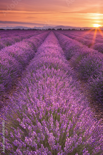 Fototapeta Sunrise over fields of lavender in the Provence, France