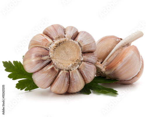 Garlic bulb and parsley herb still life isolated on white backgr