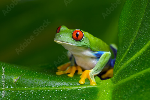 Zdjęcie XXL Red-Eyed Amazon Tree Frog (Agalychnis Callidryas) / Red-Eyed Amazon Tree Frog na duży liść palmowy