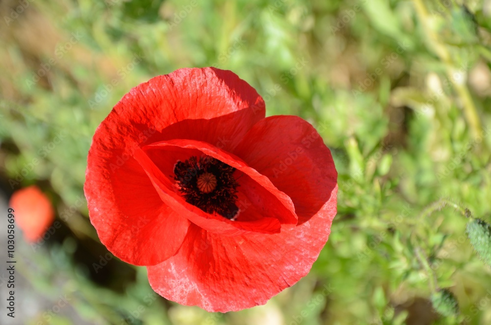 Mohnblume 