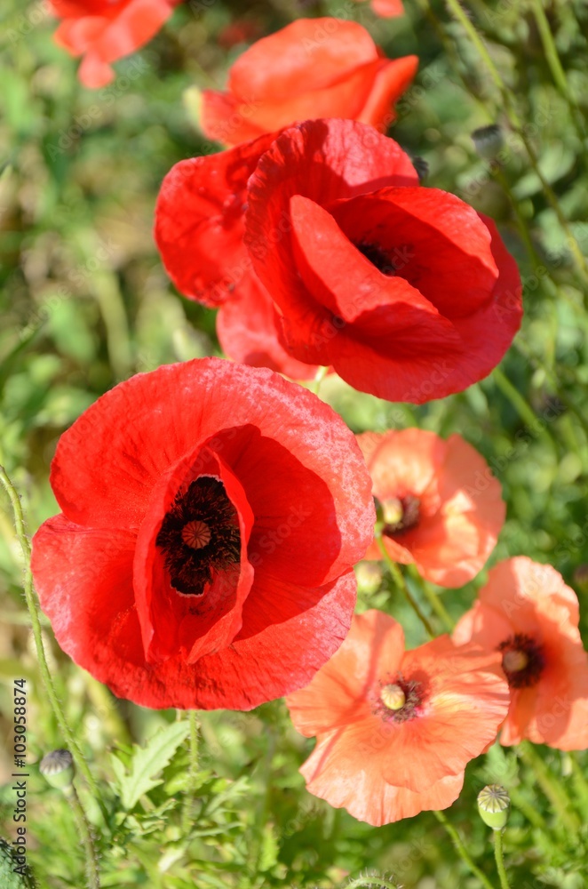 Mohnblume 