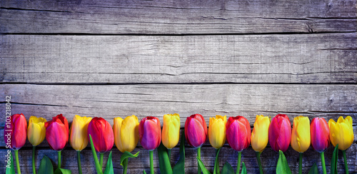 Fototapeta Tulips in a row on the Vintage Plank - Spring Background
