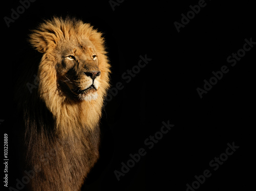 Zdjęcie XXL Portret duży męski Afrykański lew przeciw czarnemu tłu, Południowa Afryka (Panthera Leo).