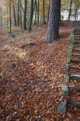 Las - jesień