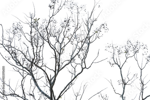 Fototapeta dry tree