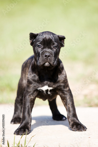 Black Cane Corso puppy in the grass