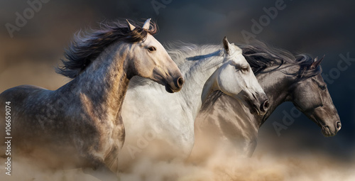 Obraz na płótnie Horses with long mane portrait run gallop in desert dust