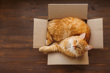 Ginger cat lies in box on wooden background. Fluffy pet is going to sleep there. 