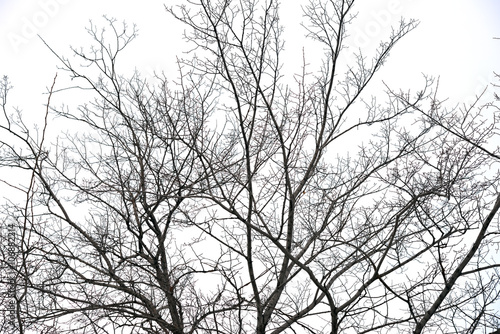 Fototapeta trees without leaves