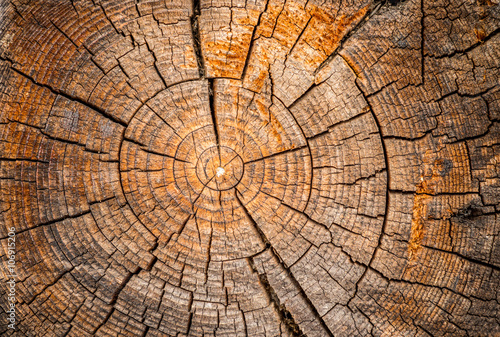 Fototapeta Old weathered spruce tree trunk