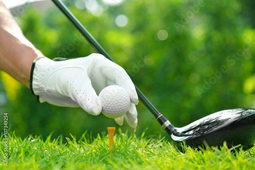 Plakat Golfista ręka trzyma piłkę golfową z kierowcą na zielonej trawie z pola golfowego tłem