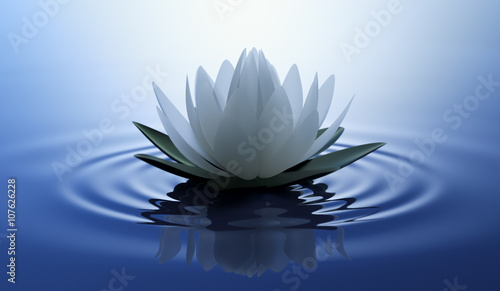Fototapeta Lotusblüte in dunklem Wasser 3