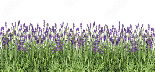  Lavender flowers. Fresh lavender plants isolated on white