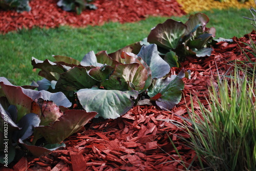 Plakat Bergenia cordifolia Purpurea na klombie, zraszacz z czerwoną barwioną ściółką. Rośliny ozdobne do kształtowania krajobrazu.