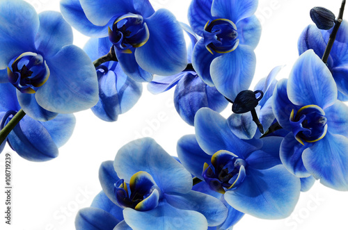 Naklejka na szybę Orchid blue flower