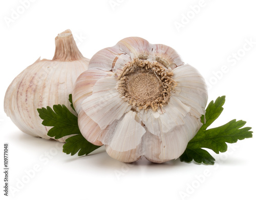 Garlic bulb and parsley herb still life isolated on white backgr