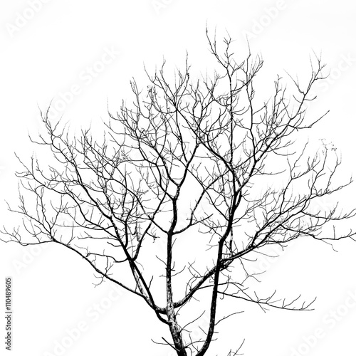 Fototapeta Dead Tree without Leaves