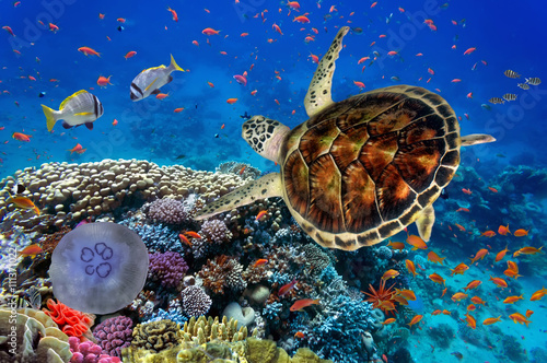  colorful coral reef with many fishes and sea turtle