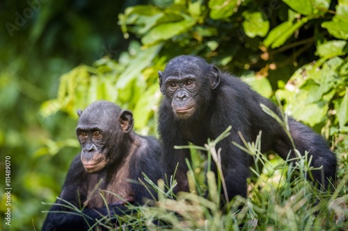 Plakat Bonobos w naturalnym środowisku. Zielony naturalny tło. The Bonobo (Pan paniscus)