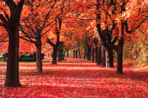 Fototapeta color autumn forest