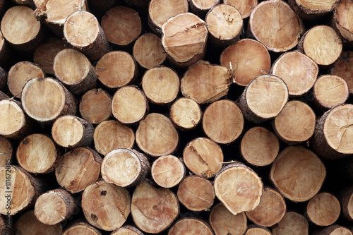  Pile of wood logs. Wood logs texture background