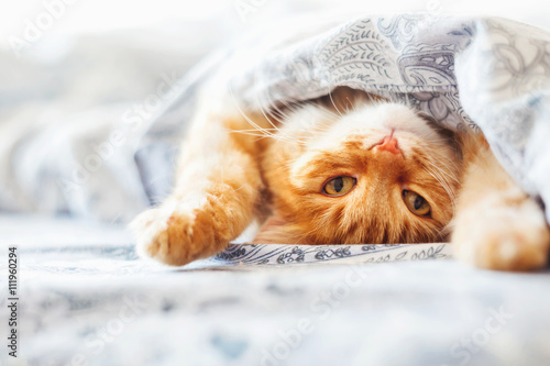 Plakat Cute ginger cat lying in bed under a blanket. Fluffy pet comfortably settled to sleep. Cozy home background with funny pet.