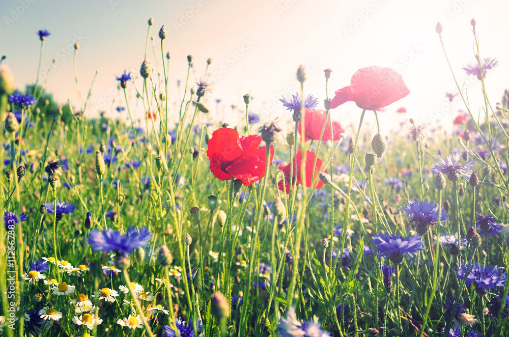 poppy in the field