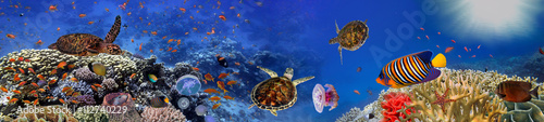  Underwater panorama with turtle, coral reef and fishes