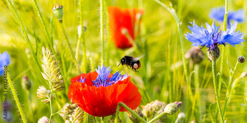 Mohnblume mit einer Hummel
