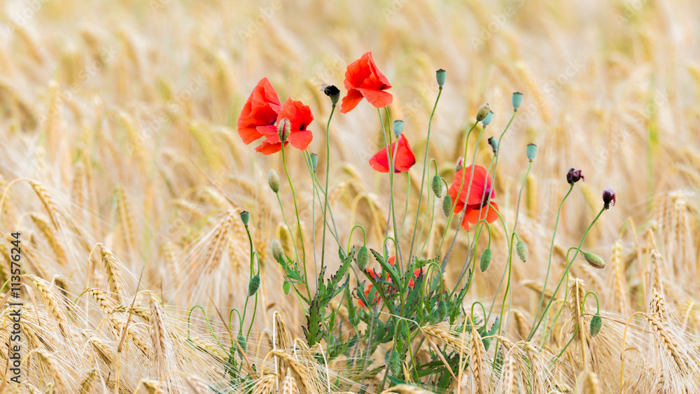 Getreidefeld mit Gerste (Hordeum vulgare) und einer Mohnblume des Klatschmohn (Papaver rhoeas) im Vordergrund