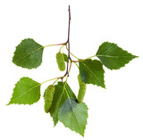 twig of birch tree with green leaves and catkins