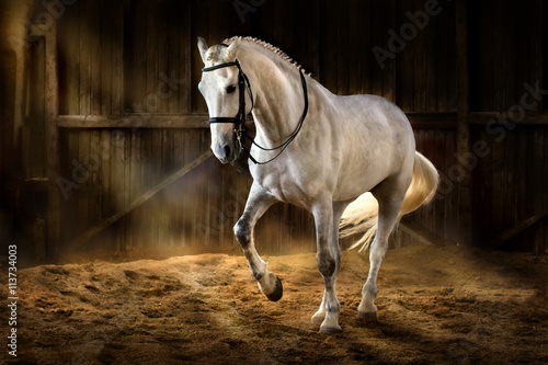 Obraz Fotograficzny White horse make dressage piaff in dark manege with dust of sand