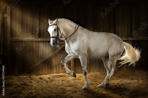 Obraz Fotograficzny White horse make dressage piaff in dark manege with dust of sand