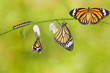 Transformation of common tiger butterfly emerging from cocoon Transformation of common tiger butterfly emerging from cocoon