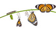 Isolated transformation of common tiger butterfly emerging from Isolated transformation of common tiger butterfly emerging from