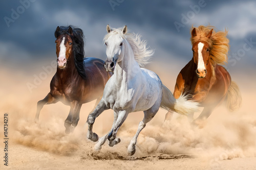 Fototapeta Three horse with long mane run gallop in desert 