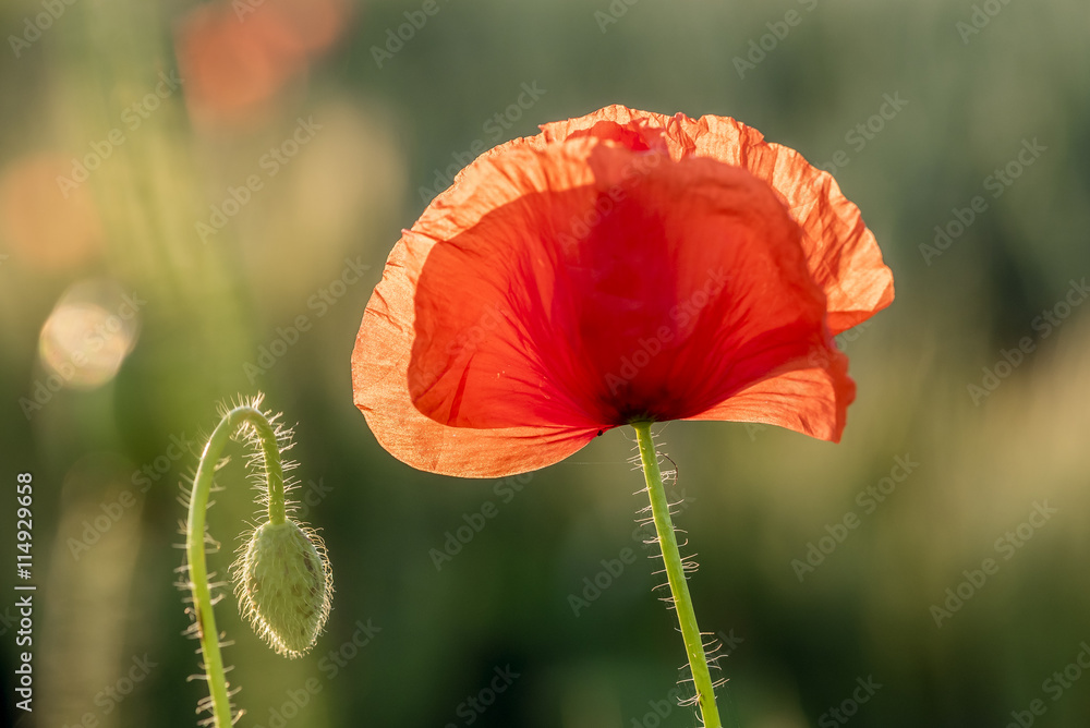 Mohnblumen