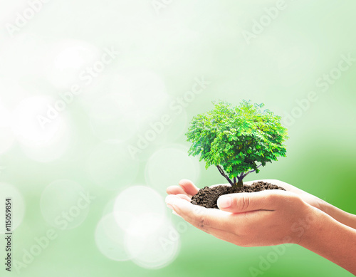 Human hands holding tree. Plant, Soil, CSR, Sprout, Child, Earth, Idea, Responsible, Trust, Learn, Fresh, Food, Wisdom, Insight, Ocean, Family, Grace, Attitude, Medical, Investor, Arbor, Big Concept. Photo by Choat