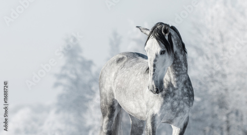  Portrait of Spanish thoroughbred grey horse in winter forest.