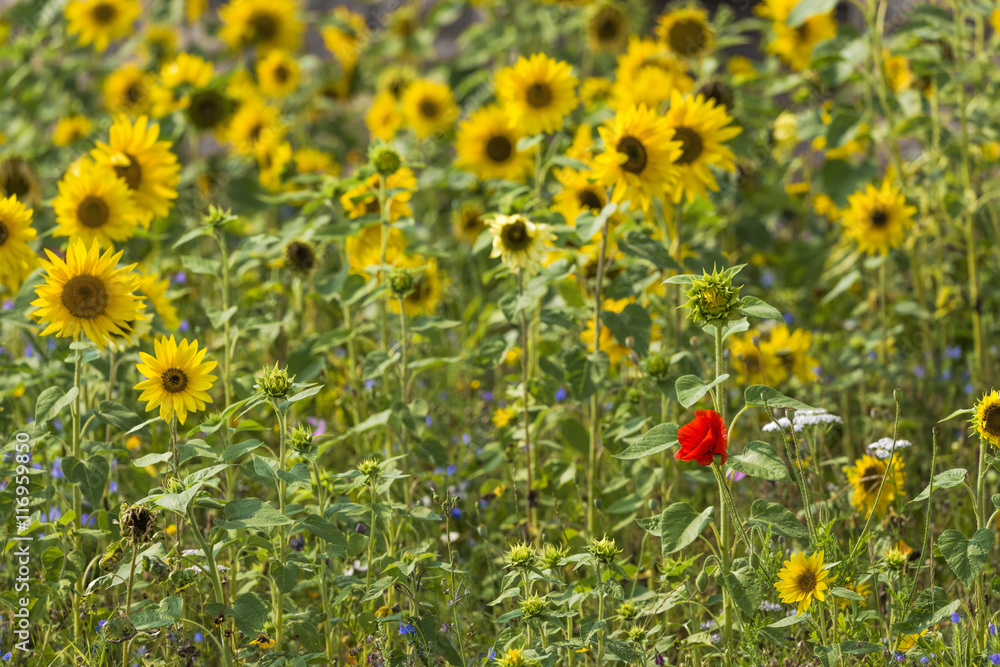 Sonnenblumen mit Mohnblume