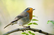 Perching Robin in spring Perching Robin in spring