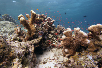 podwodny świat - rafa koralowa