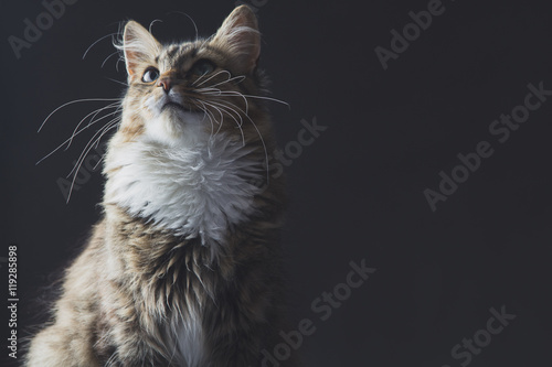 Obraz na płótnie portrait of a beautiful cat on a gray background
