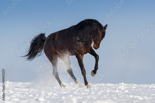 Obraz na płótnie Funny horse on snow field against blue sky