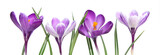 Crocus violets