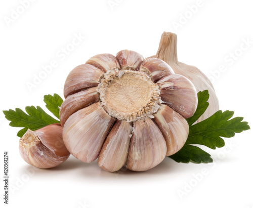 Garlic bulb and parsley herb still life isolated on white backgr