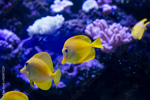  Tropical fishes swim near coral reef. Underwater life.