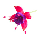 Fuchsia single flower isolated on white background